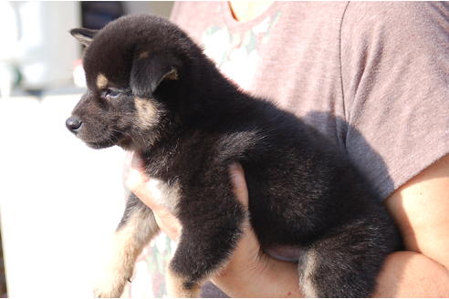 成約済の埼玉県の柴犬-103882の6枚目