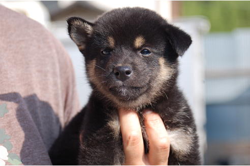 成約済の埼玉県の柴犬-103882の5枚目