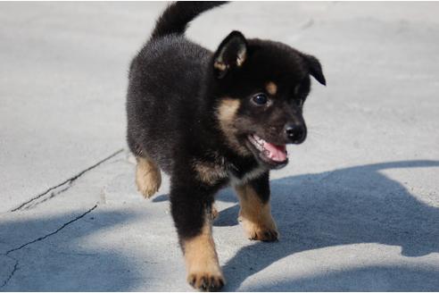 成約済の埼玉県の柴犬-103882の4枚目