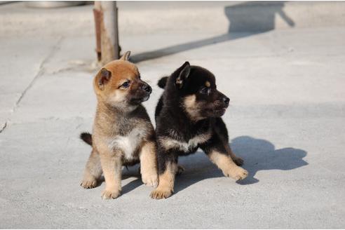 成約済の埼玉県の柴犬-103882の3枚目