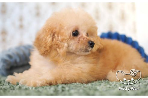 成約済の愛知県のタイニープードル-102096の7枚目