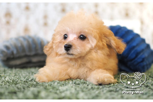 成約済の愛知県のタイニープードル-102096の6枚目