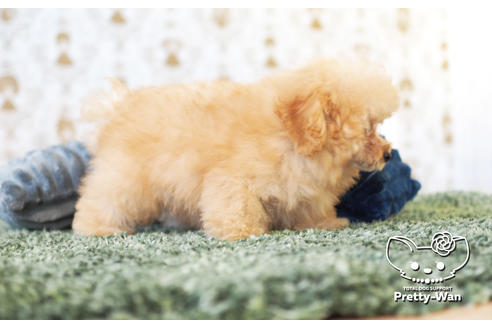 成約済の愛知県のタイニープードル-102096の3枚目