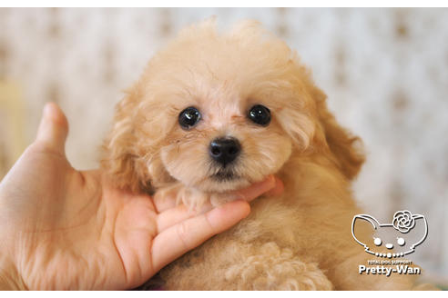 成約済の愛知県のタイニープードル-102096の1枚目