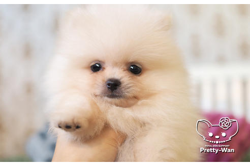 成約済の愛知県のポメラニアン-105028の4枚目