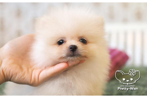 成約済の愛知県のポメラニアン-105028