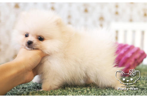 成約済の愛知県のポメラニアン-105028の3枚目