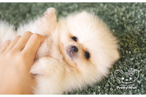 成約済の愛知県のポメラニアン-105028の2枚目