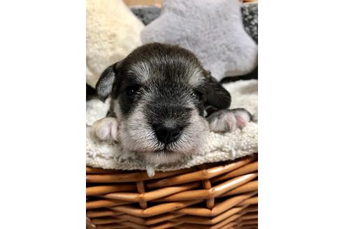 成約済の埼玉県のミニチュアシュナウザー-103694の1枚目