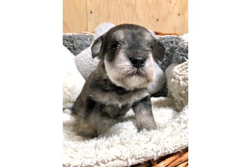 成約済の埼玉県のミニチュアシュナウザー-103694の5枚目