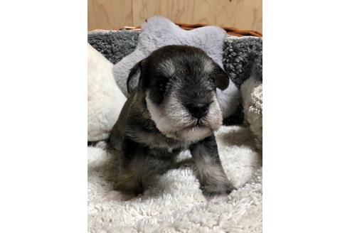 成約済の埼玉県のミニチュアシュナウザー-103694の4枚目