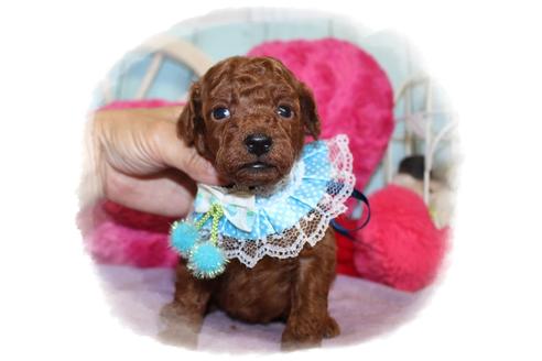 成約済の岡山県のタイニープードル-105053