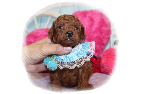 成約済の岡山県のタイニープードル-105053の3枚目