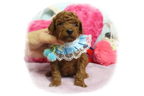 成約済の岡山県のタイニープードル-105053の2枚目