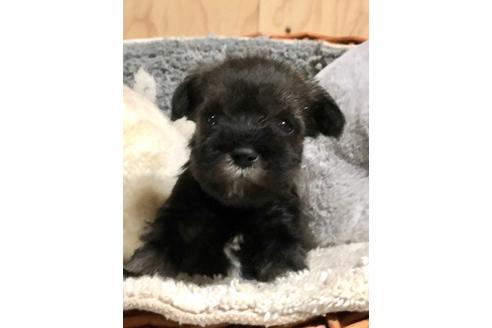 成約済の埼玉県のミニチュアシュナウザー-102764の1枚目