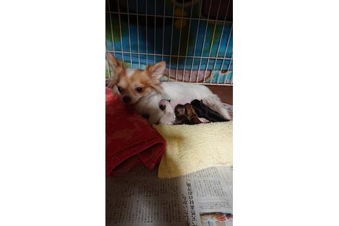 成約済の山梨県のチワワ(ロングコート)-105059の2枚目