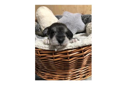 成約済の埼玉県のミニチュアシュナウザー-103694の3枚目