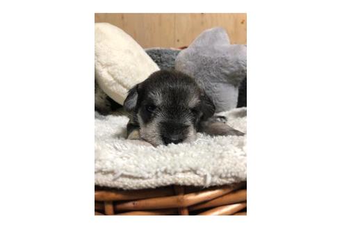 成約済の埼玉県のミニチュアシュナウザー-103694の2枚目