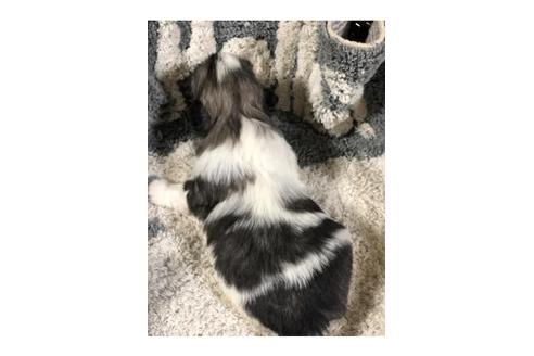 成約済の埼玉県のペキニーズ-102186の2枚目