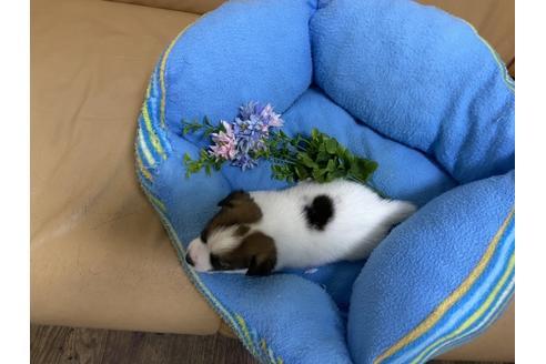 成約済の栃木県のジャックラッセルテリア-105087の3枚目