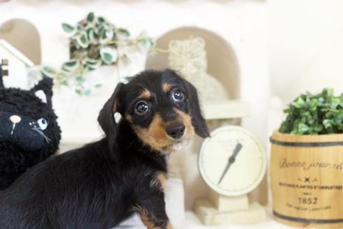 成約済の佐賀県のカニンヘンダックスフンド(ワイヤーヘアード)-102701の5枚目