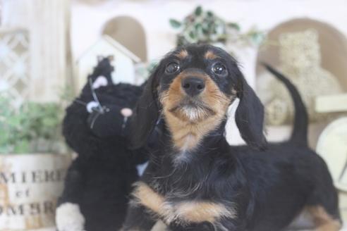 成約済の佐賀県のカニンヘンダックスフンド(ワイヤーヘアード)-102701の4枚目