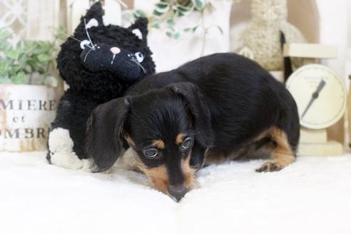 成約済の佐賀県のカニンヘンダックスフンド(ワイヤーヘアード)-102701の3枚目