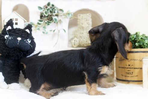 成約済の佐賀県のカニンヘンダックスフンド(ワイヤーヘアード)-102701の2枚目
