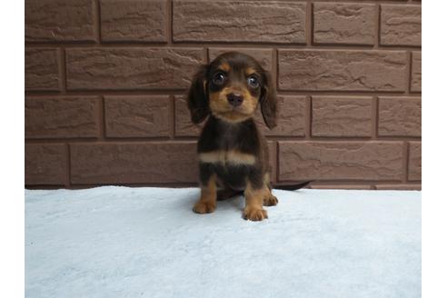 子犬