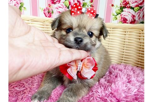 成約済の秋田県のミックス犬-105128の1枚目