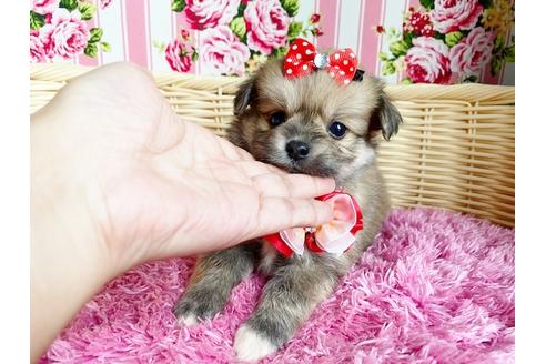 成約済の秋田県のミックス犬-105128の2枚目