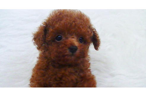 成約済の福岡県のティーカッププードル-100214の6枚目