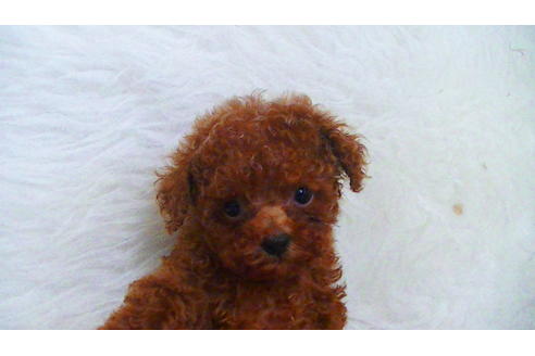 成約済の福岡県のティーカッププードル-100214の5枚目