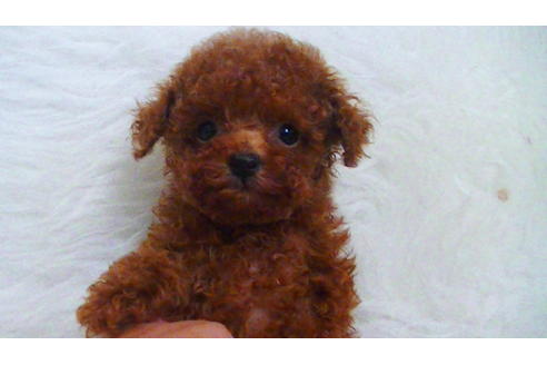 成約済の福岡県のティーカッププードル-100214の4枚目