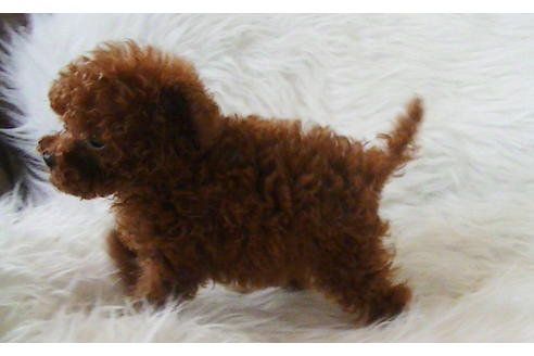 成約済の福岡県のティーカッププードル-100214の3枚目