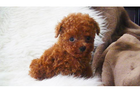 成約済の福岡県のティーカッププードル-100214