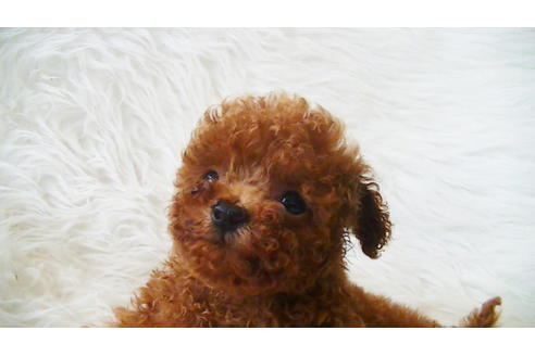 成約済の福岡県のティーカッププードル-100214の2枚目