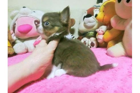 成約済の群馬県のチワワ(ロングコート)-103870の2枚目