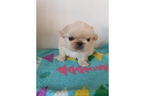 成約済の愛知県のペキニーズ-105137の8枚目