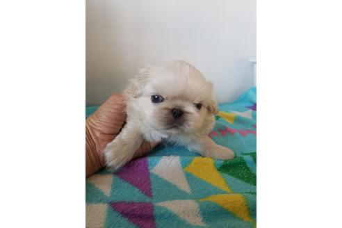 成約済の愛知県のペキニーズ-105137の7枚目