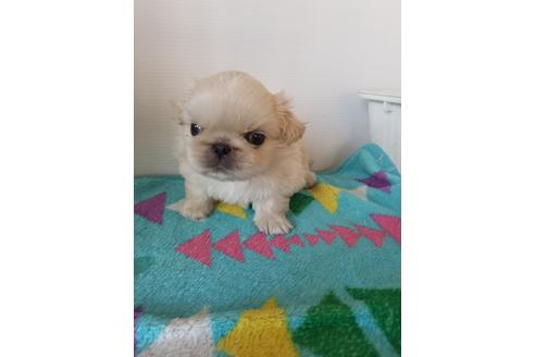 成約済の愛知県のペキニーズ-105137の5枚目