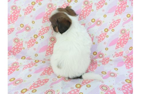 成約済の千葉県のパピヨン-105146の2枚目