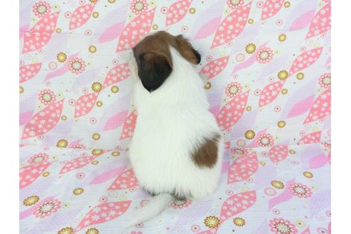 成約済の千葉県のパピヨン-105148の2枚目