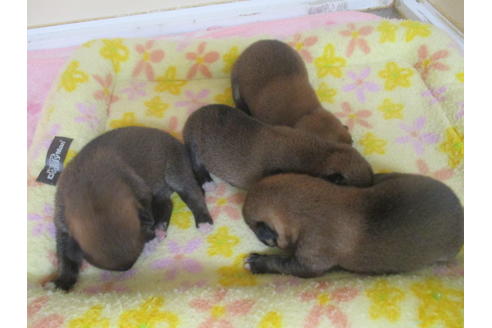 成約済の岡山県の柴犬-105150の5枚目