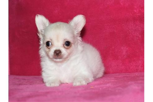 成約済の千葉県のチワワ(ロングコート)-102426の4枚目