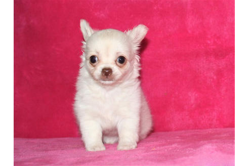 成約済の千葉県のチワワ(ロングコート)-102426の3枚目