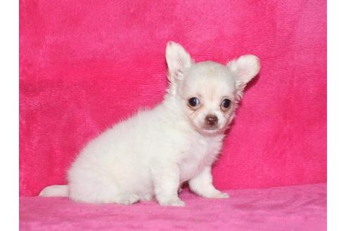 成約済の千葉県のチワワ(ロングコート)-102426の2枚目