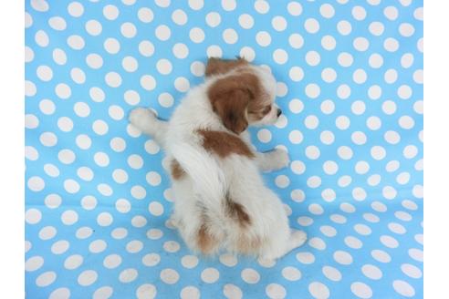 成約済の千葉県のパピヨン-103018の5枚目