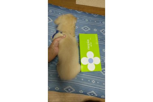 成約済の広島県のミニチュアダックスフンド(ロングヘアード)-101927の41枚目