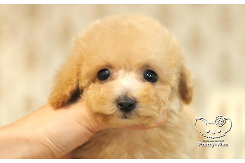 成約済の愛知県のタイニープードル-105183